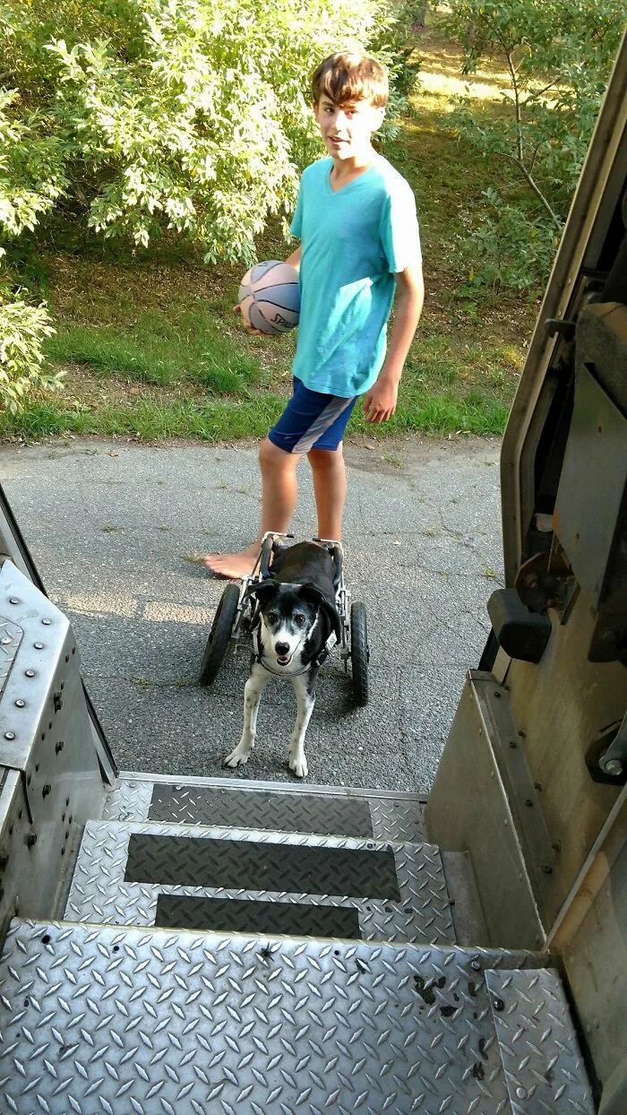 This Is Buzz!!!! He Was 18 Sadly He Passed Away Not Too Long Ago. Even With Wheels He'd Still Meet Me