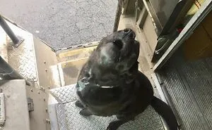 50 Times UPS Drivers Captured The Cutest Dogs They Met On The Job (Best Of All Time)