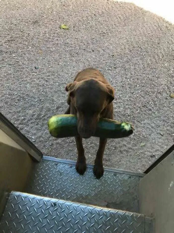 Harvest Time In Nebraska. This Dog Was Sharing The Wealth