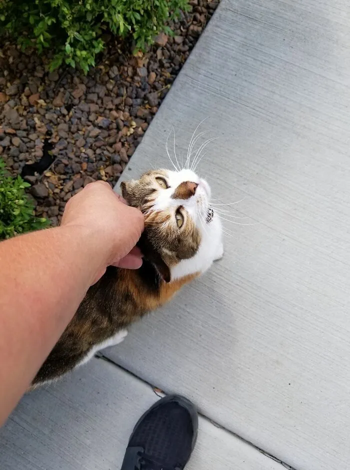 Cats Need Love Too