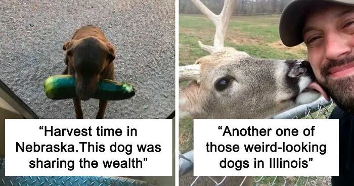 50 Times UPS Drivers Captured The Cutest Dogs They Met On The Job (Best Of All Time)