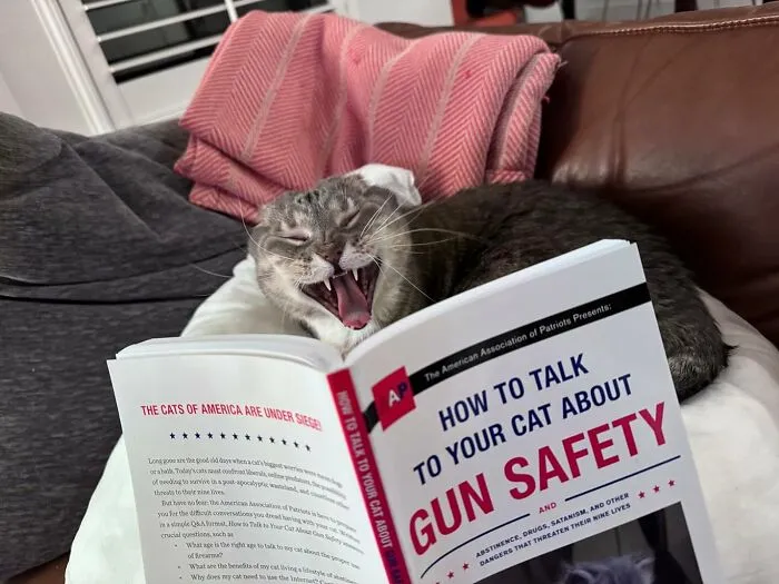 Concerned Your Cat Might Be A Furry Little Anarchist? "<span Style="Font: Inherit; Color: #d74b1f;"> How To Talk To Your Cat About Gun Safety</Span>" Offers Purr-Suasive Arguments They Can't Ignore