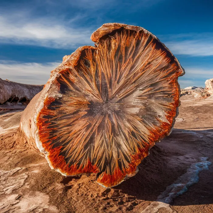 Una cautivadora vista en primer plano de un magnífico tronco petrificado de 220 millones de años de antigüedad, ubicado en el icónico Parque Nacional del Bosque Petrificado en Arizona, EE. UU.