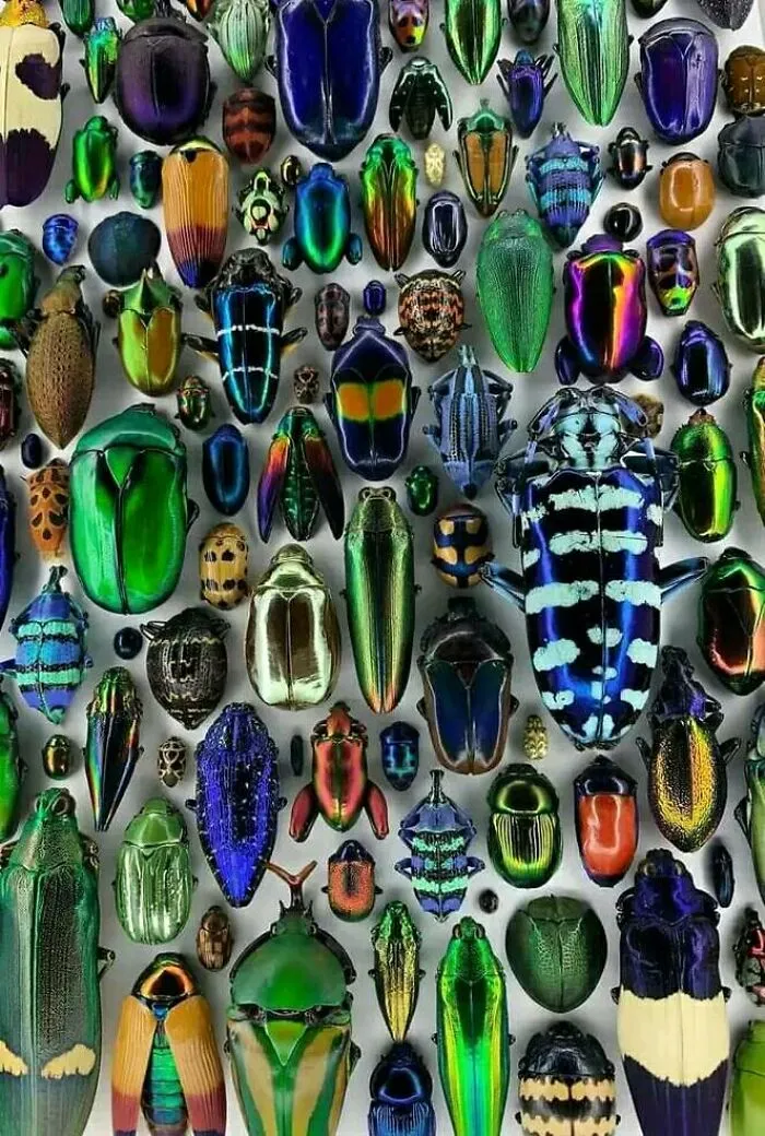 Esta exhibición de escarabajos realizada por Christopher Marley. (No se utilizaron filtros de fotografía)