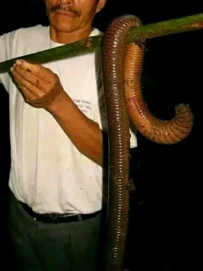 La lombriz de tierra gigante de Gippsland, Megascolides Australis, es una de las 1.000 especies de lombrices de tierra nativas de Australia