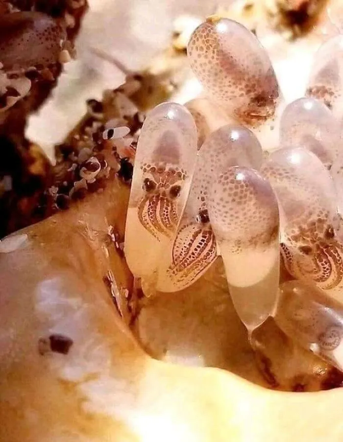 Crías de pulpo dentro de sus huevos