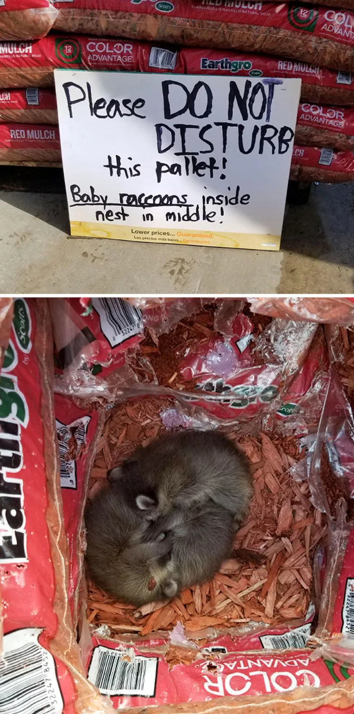 Por favor, no desordenar el pallet. Hay un nido con bebés mapache en medio