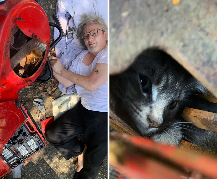 Mi padre pasó 3 horas desmontando una trituradora de madera para rescatar a un gatito silvestre atrapado