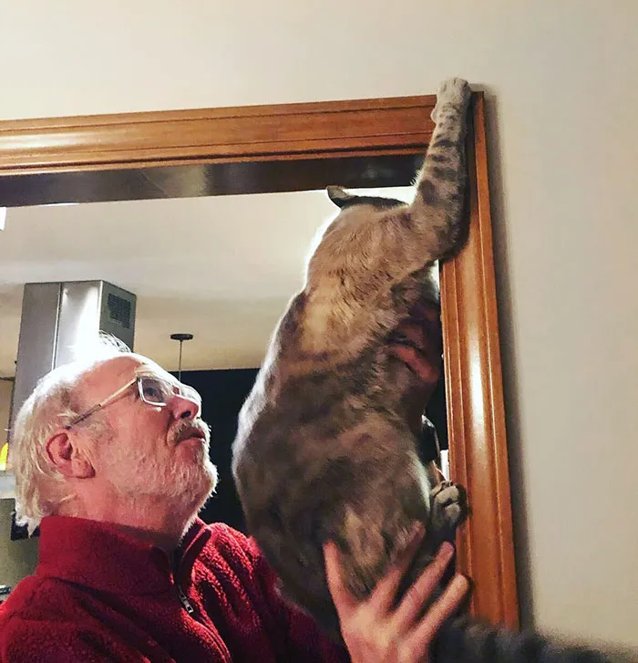 Mi papá ayuda a mi gato a alcanzar un insecto que había estado acechando