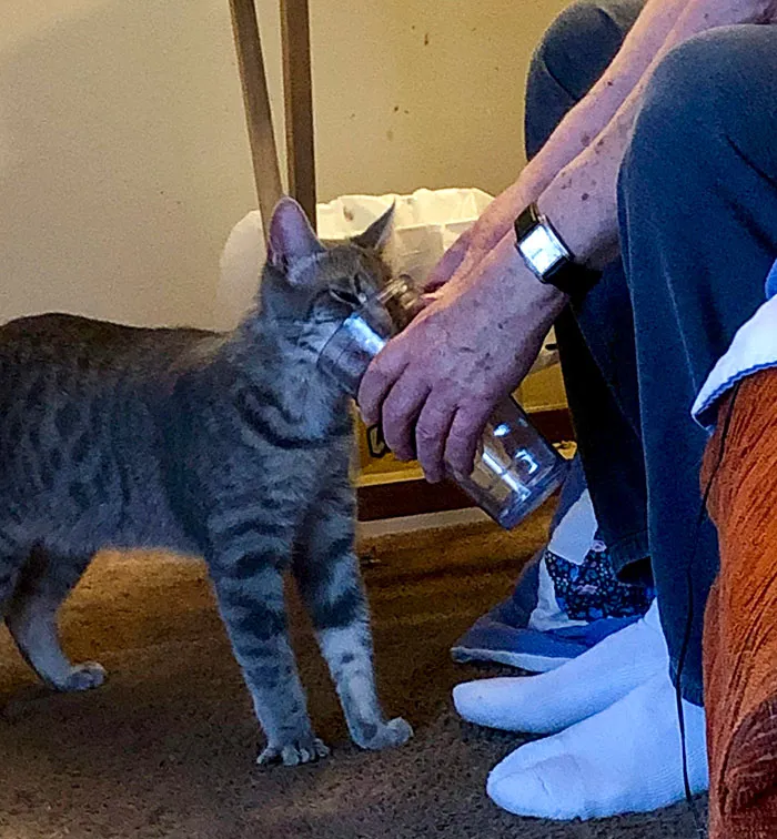 El gato rescatado de mi papá no fue destetado correctamente y estuvo muy descuidado. La única forma en que bebe agua es si mi papá sostiene una taza. Lo hace varias veces al día.