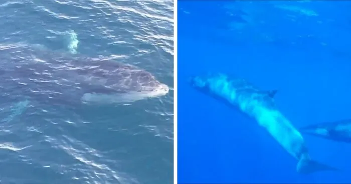 Sei Whales That Left The Coasts Of Argentina Nearly 100 Years Ago Have Recently Been Spotted Again