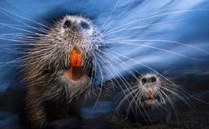 GDT 2024 Photography Winners Unveil Nature’s Beauty (21 Pics)