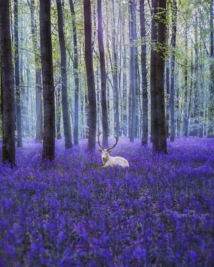 Bluebells Season In England