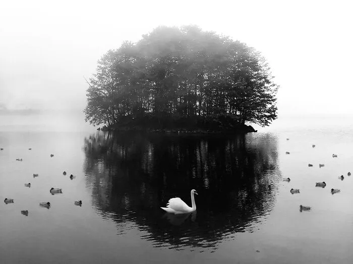 "Black And White" By Saeed Rezvanian