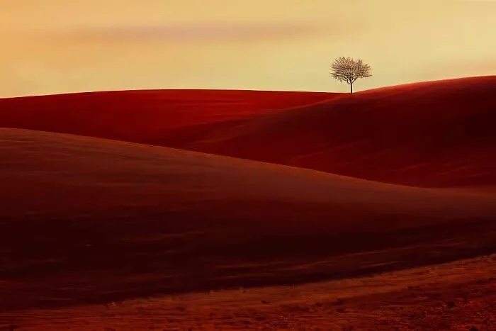 Flowering Tree By Zdeněk Vošický