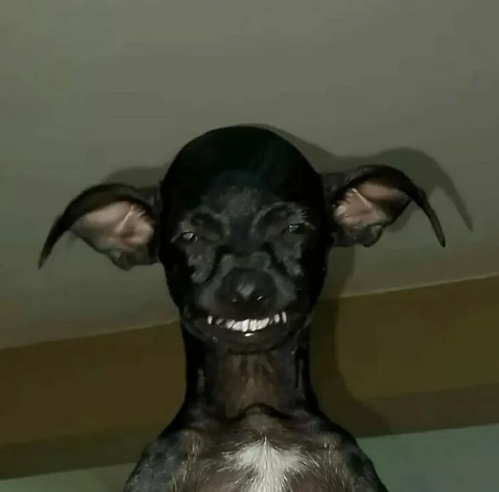 50 Animals Going "Goblin Mode", As Shared By This Dedicated Instagram Account