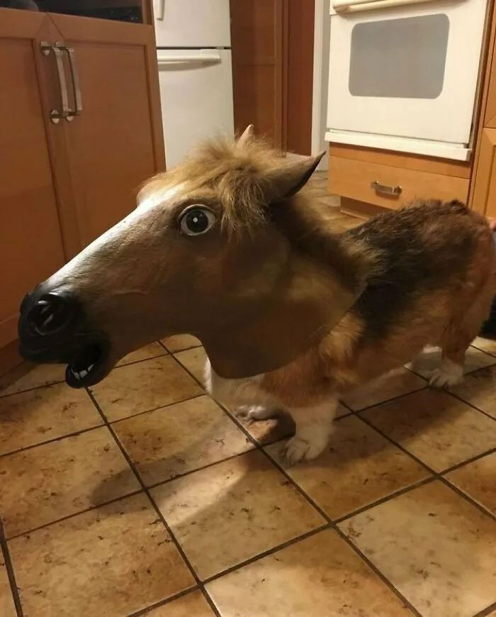 50 Animals Going "Goblin Mode", As Shared By This Dedicated Instagram Account