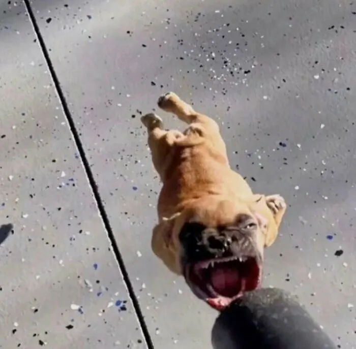 45 Animales actuando sin sentido al activar su modo "goblin"