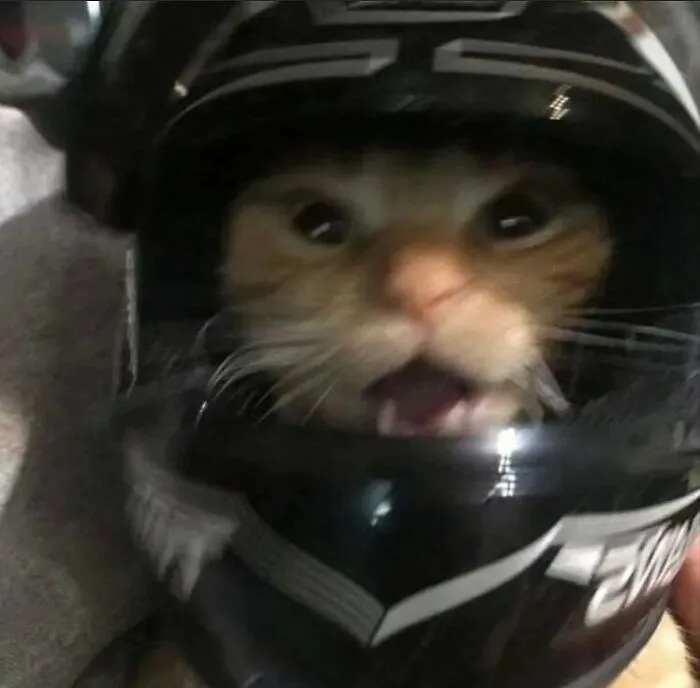 50 Animals Going "Goblin Mode", As Shared By This Dedicated Instagram Account