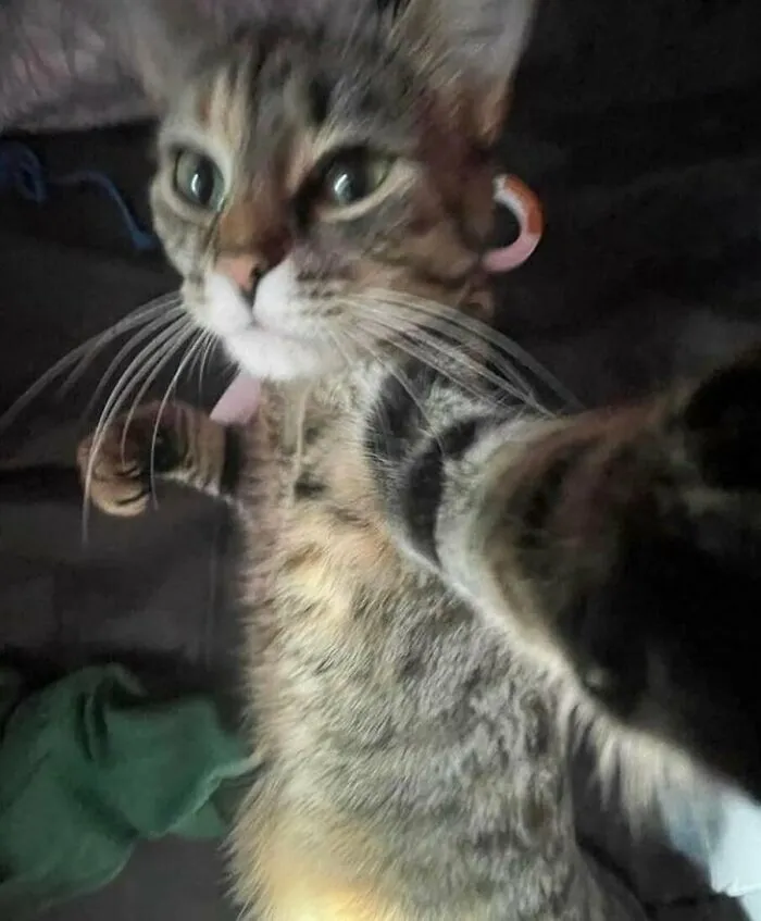 50 Animals Going "Goblin Mode", As Shared By This Dedicated Instagram Account