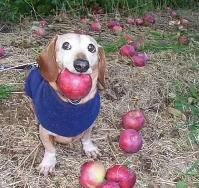 50 Animals Going "Goblin Mode", As Shared By This Dedicated Instagram Account