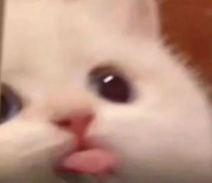45 Animales actuando sin sentido al activar su modo "goblin"
