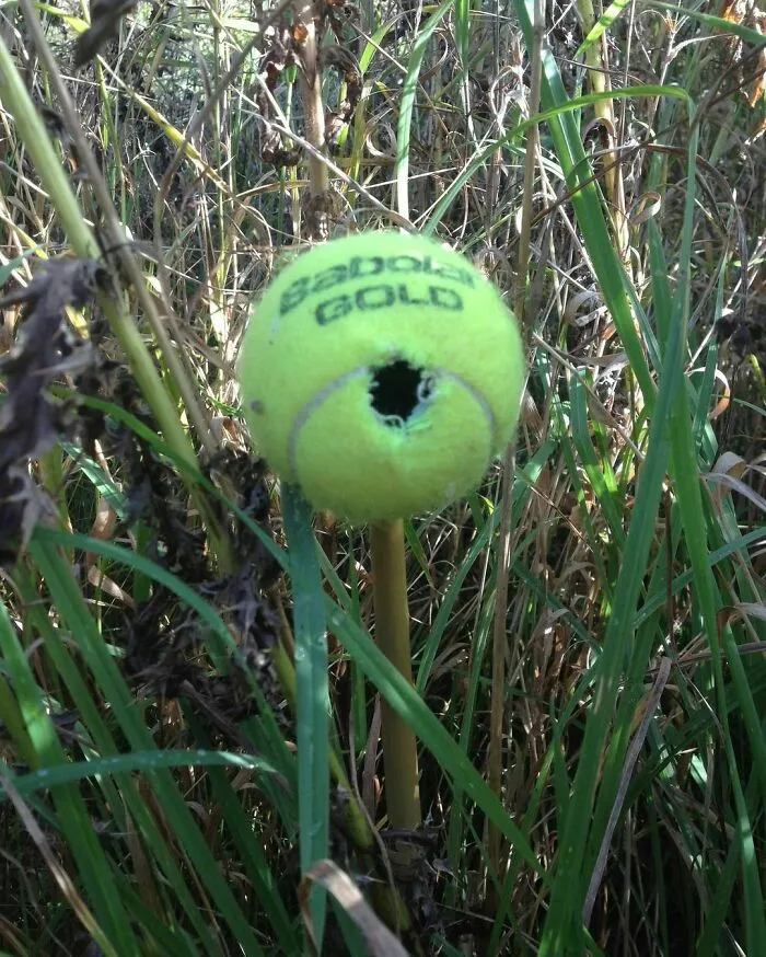 Pelotas de tenis recicladas como refugios para lirones