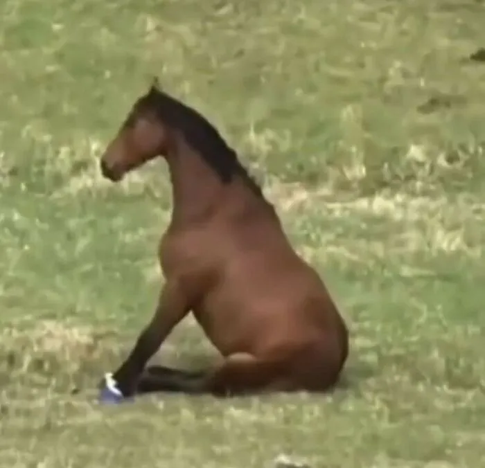 50 Animals Going "Goblin Mode", As Shared By This Dedicated Instagram Account