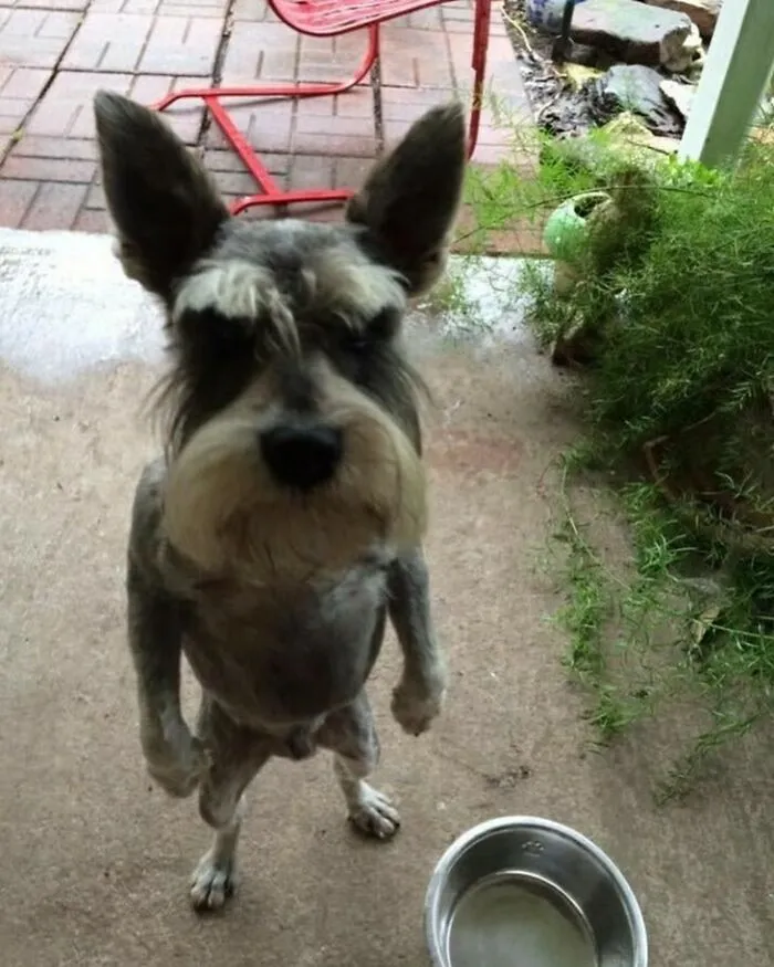 50 Animals Going "Goblin Mode", As Shared By This Dedicated Instagram Account