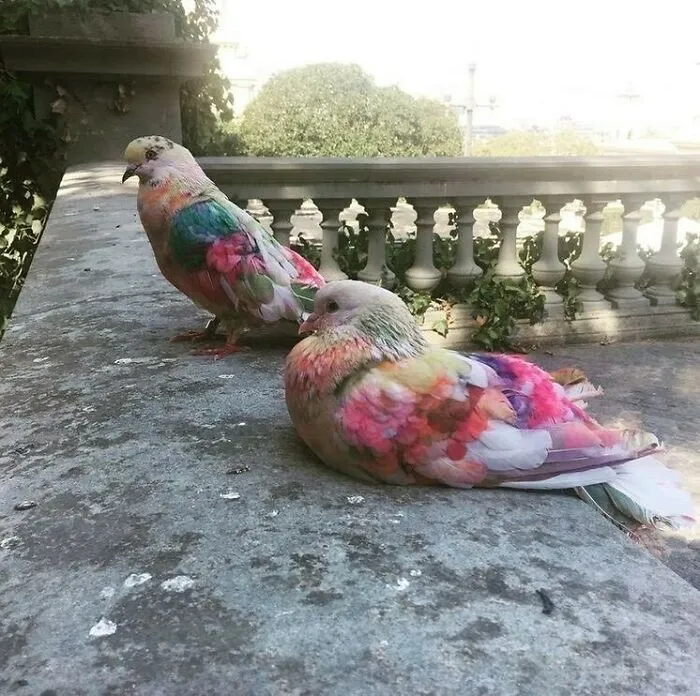 Palomas de carreras coloreadas en Murcia
