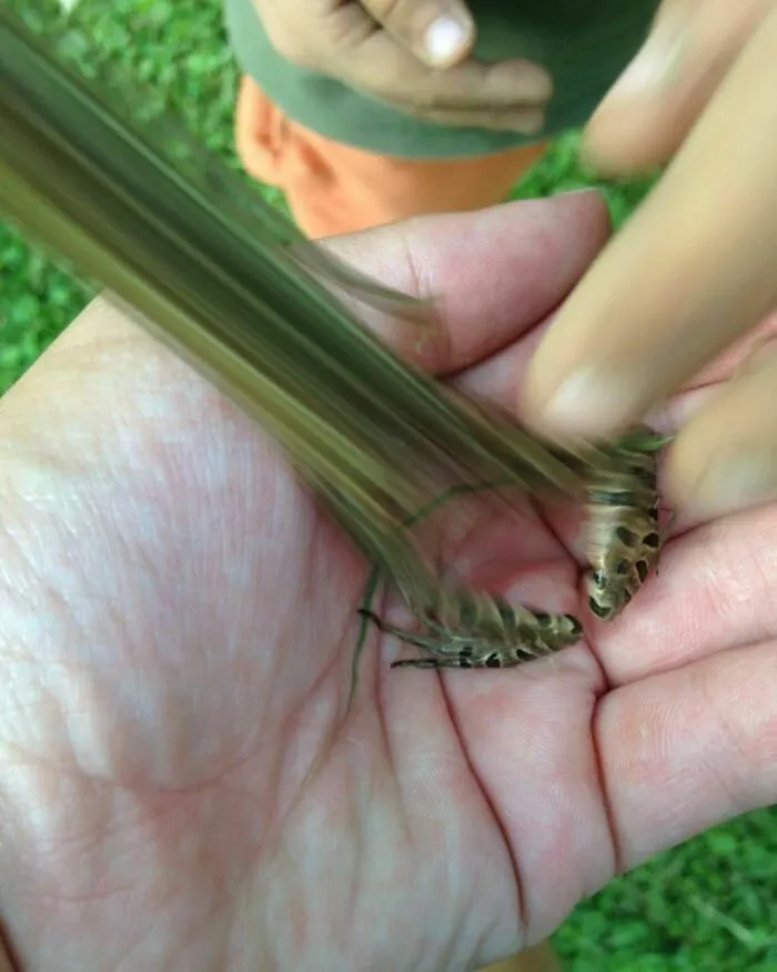 Momento exacto del salto de la rana