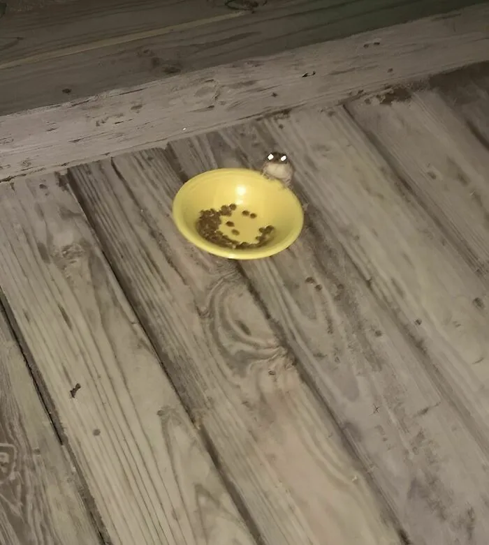 Cada día, viene una rana y se come la comida del gato