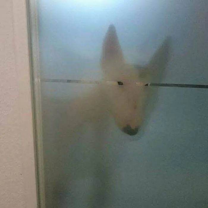 He Do The Peek
