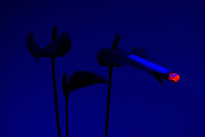 I Took 14 Photographs Of Flowers Smoking Cigarettes