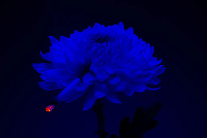 I Took 14 Photographs Of Flowers Smoking Cigarettes