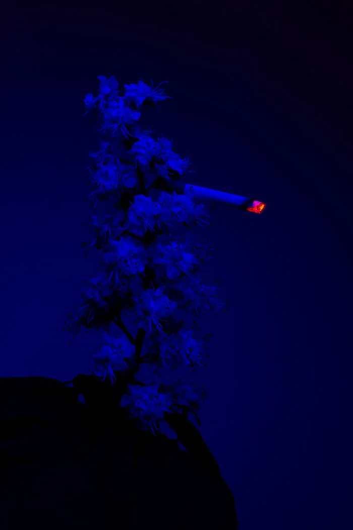 I Took 14 Photographs Of Flowers Smoking Cigarettes