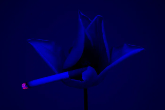 I Took 14 Photographs Of Flowers Smoking Cigarettes