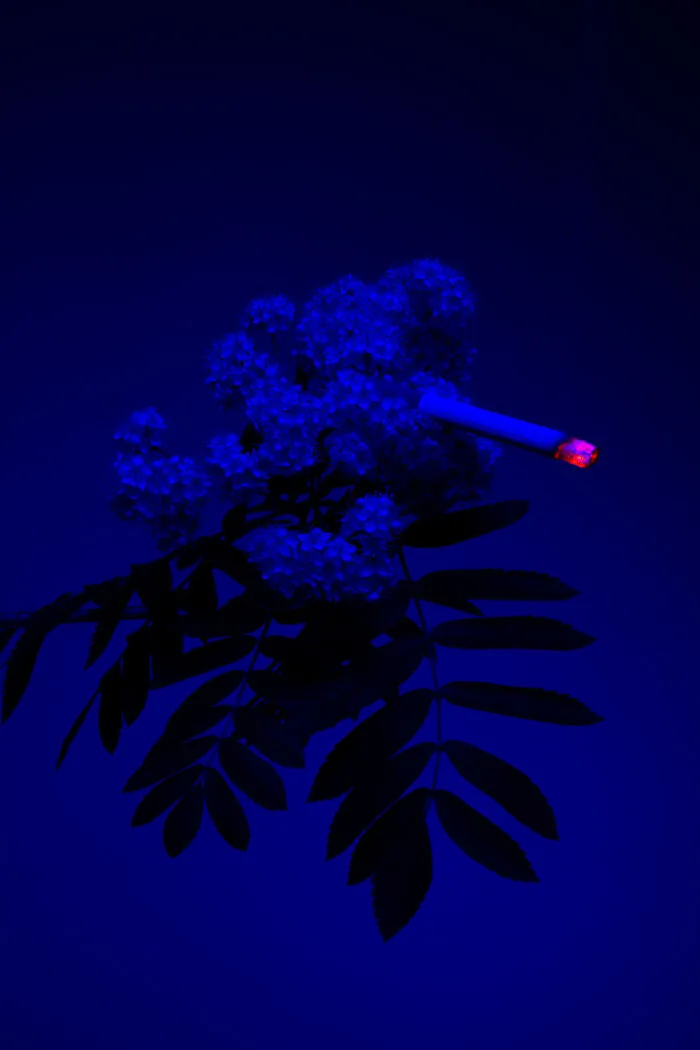 I Took 14 Photographs Of Flowers Smoking Cigarettes