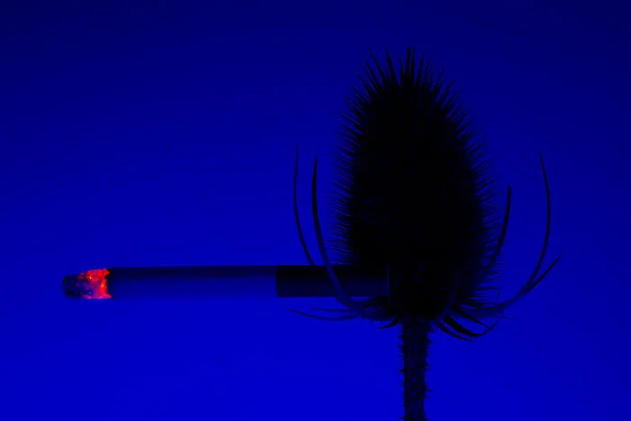 I Took 14 Photographs Of Flowers Smoking Cigarettes