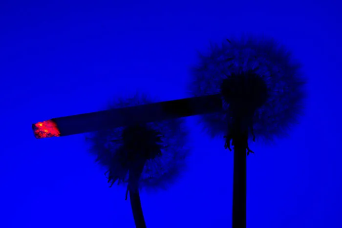 I Took 14 Photographs Of Flowers Smoking Cigarettes