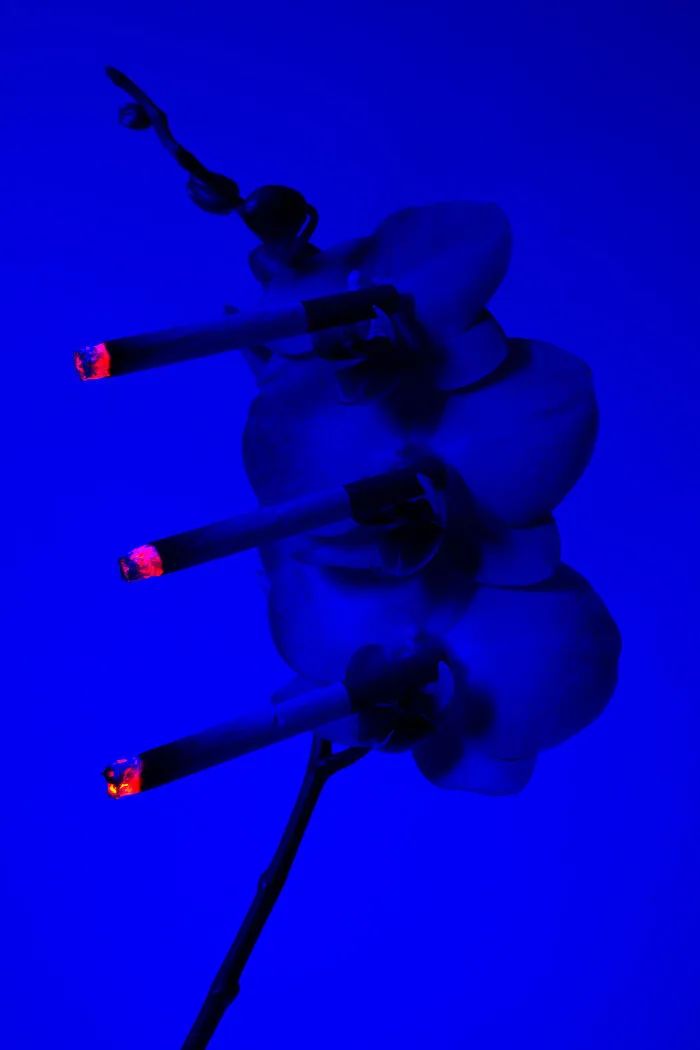 I Took 14 Photographs Of Flowers Smoking Cigarettes
