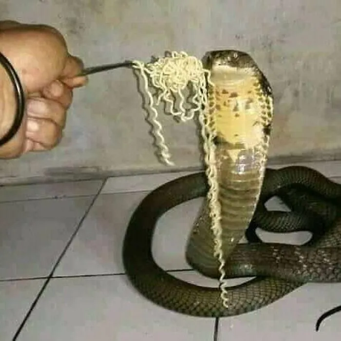 Feeding The Danger Noodle The Regular Noodle