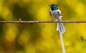 Unique Wildlife Close-UPS By Ayush Singh That Highlight Conservation Efforts (60 Pics)