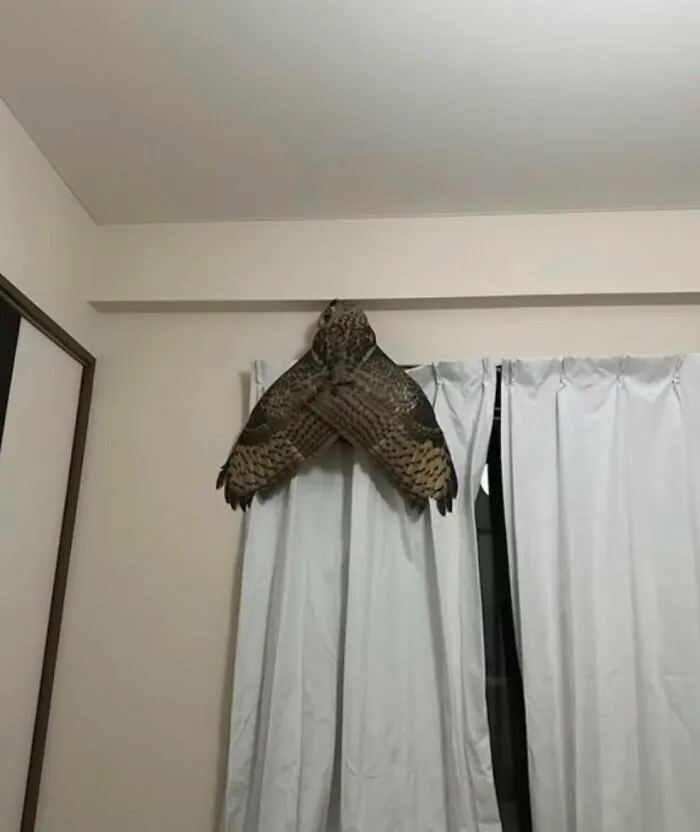 Búho sobre una cortina que parece una polilla gigante
