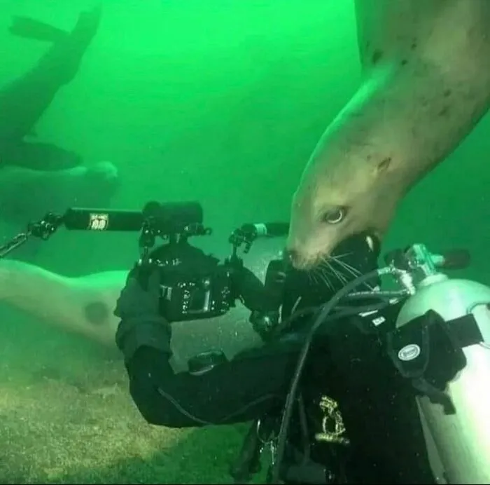 45 Animales actuando sin sentido al activar su modo "goblin"