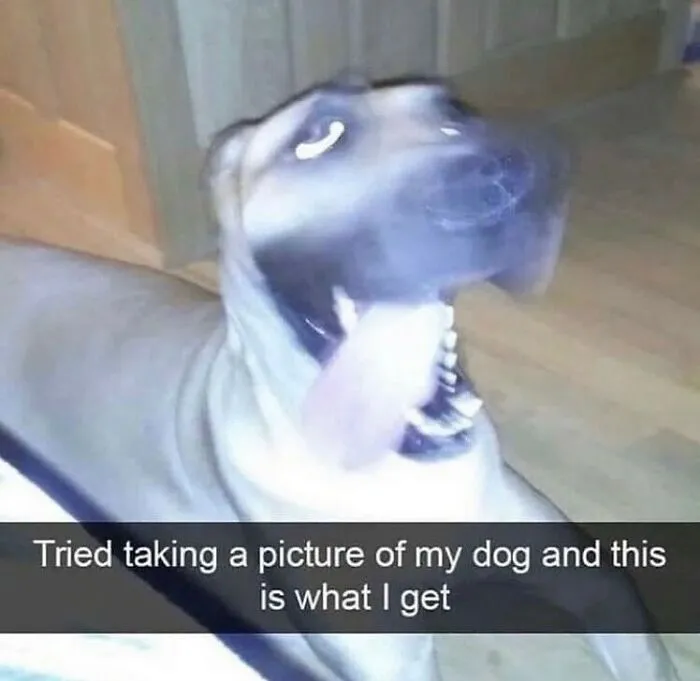 50 Animals Going "Goblin Mode", As Shared By This Dedicated Instagram Account