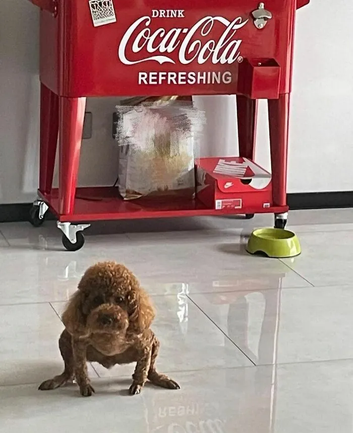 50 Animals Going "Goblin Mode", As Shared By This Dedicated Instagram Account