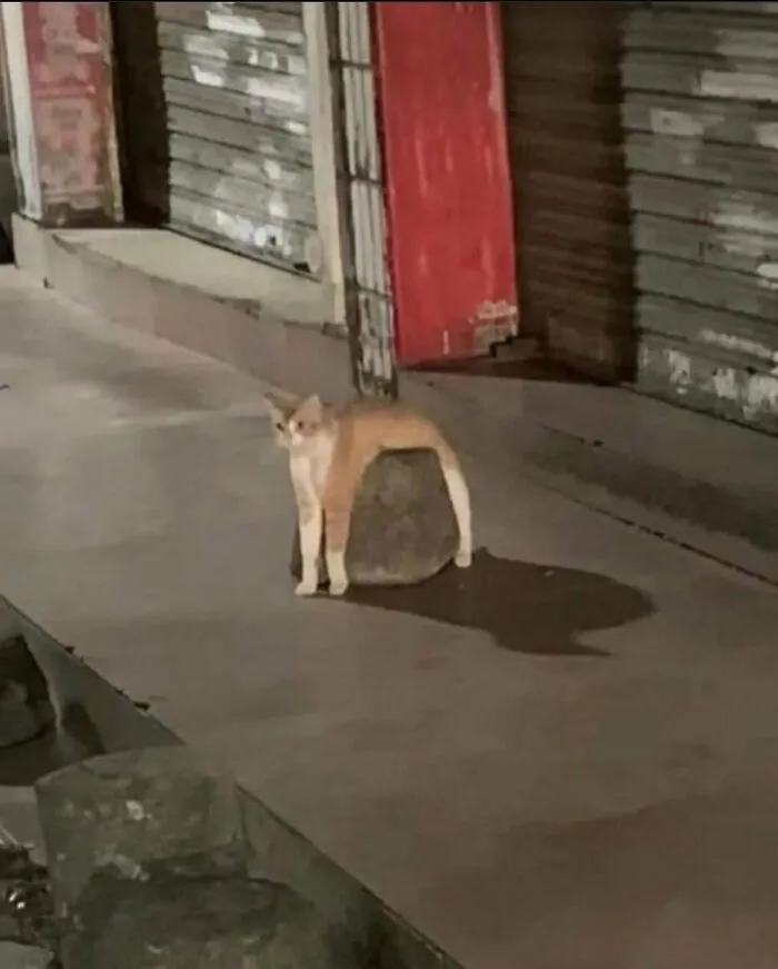 45 Animales actuando sin sentido al activar su modo "goblin"