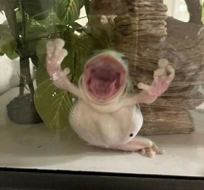 45 Animales actuando sin sentido al activar su modo "goblin"