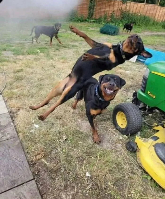 50 Animals Going "Goblin Mode", As Shared By This Dedicated Instagram Account